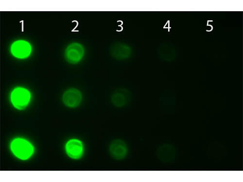 Human IgG IgA IgM (H&L) antibody (FITC)