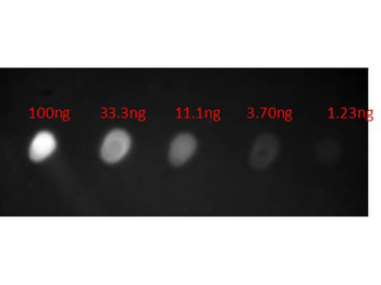 Human IgA (alpha chain) antibody (FITC)