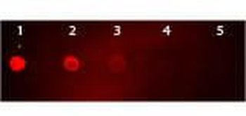 Mouse IgG (H&L) antibody (TRITC)