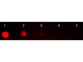 MOUSE IgG2a antibody (TRITC)