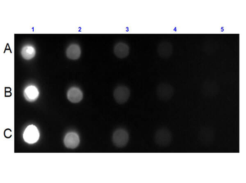 Mouse IgG IgA IgM (H&L) antibody (FITC)