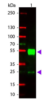 Mouse IgG (H&L) antibody (TRITC)