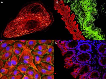 MOUSE IgG2b antibody (ATTO 647N) [Out of stock]