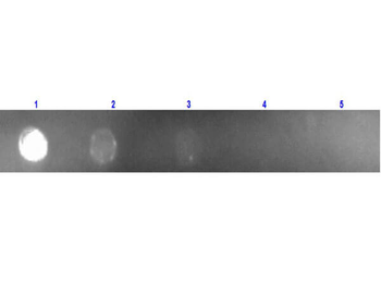 Mouse IgG (H&L) antibody (TRITC)