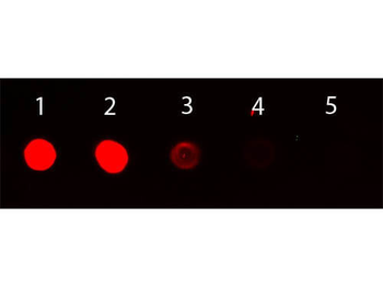 Mouse IgG (gamma chain) antibody (TRITC)