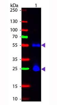 Mouse IgG (H&L) antibody (FITC)