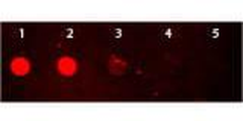 Rabbit IgG (H&L) antibody (TRITC)