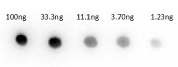 Rabbit IgG (H&L) antibody