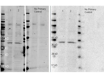 RABBIT IgG (H&L) antibody (Peroxidase)