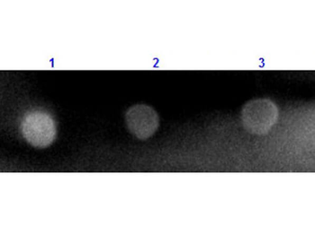 RABBIT IgG (H&L) antibody (TRITC)