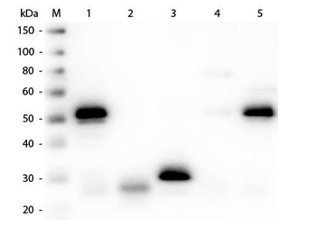 RABBIT IgG (H&L) antibody