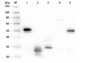 Rabbit IgG (H&L) antibody (FITC)