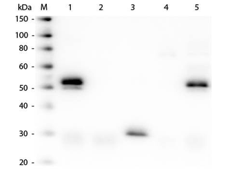 Rabbit IgG (H&L) antibody (TRITC)