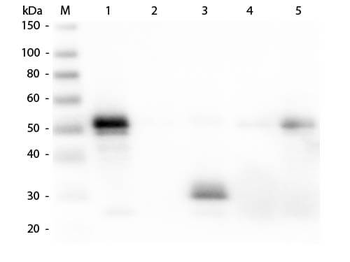 Rabbit IgG F(c) antibody