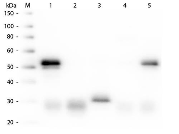 RABBIT IgG (H&L) antibody (Biotin)