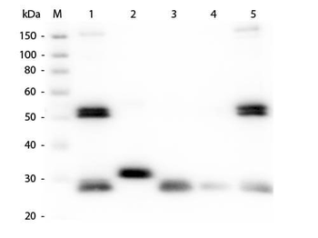 Rat IgG (H&L) antibody (TRITC)