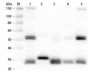 Rat IgG (H&L) antibody (TRITC)