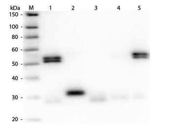 Rat IgG (H&L) antibody (Peroxidase)