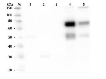 Rat IgM (mu chain) antibody (Biotin)