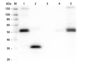 Rat IgG F(c) antibody (TRITC)