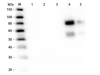 Rat IgM (mu chain) antibody (TRITC)