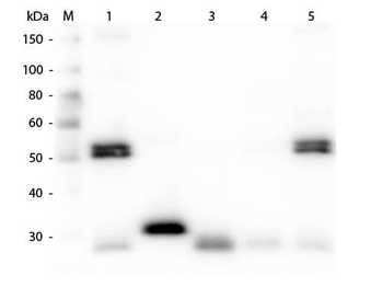 Rat IgG (H&L) antibody (TRITC)