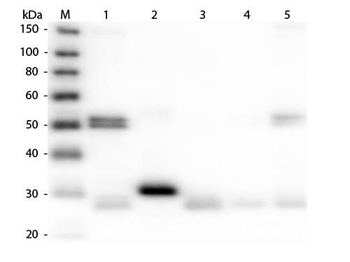 RAT IgG (H&L) antibody (Peroxidase)