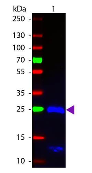 F(ab')2 Human IgG F(ab')2 antibody (FITC)