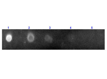 Fab Rabbit IgG (H&L) antibody (TRITC)