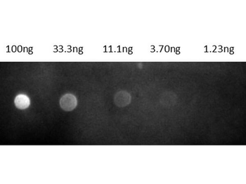 Fab Rat IgG (H&L) antibody (TRITC)