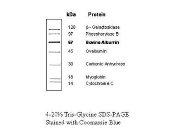 Protein Molecular Weight Marker