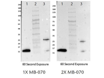 Blocking Buffer (2X) For Fluorescent Western Blotting