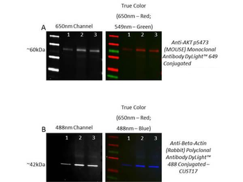 Revitablot Western Blot Stripping Buffer