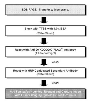 Chemiluminescent Western Blot Kit