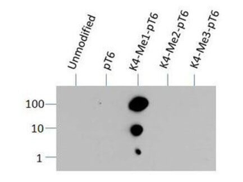 Histone H3 K4me1/pT6 antibody