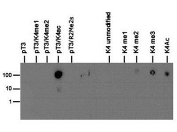 Histone H3 pT3/K4ac antibody