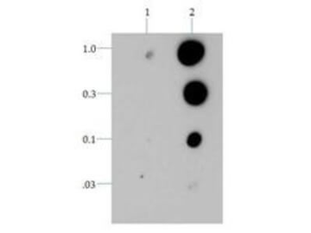 Histone H3 pT6 antibody