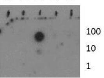 Histone H3 K37me1 antibody