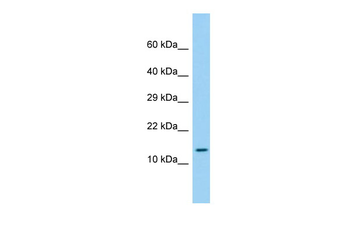 LEPROTL1 antibody