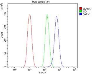 Calpain 1/CAPN1 Antibody