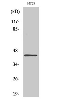 GATA-1 antibody