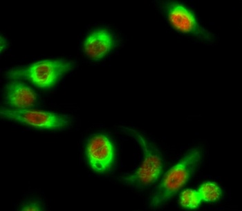 GATA-2/3 antibody