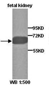 N-Myc antibody