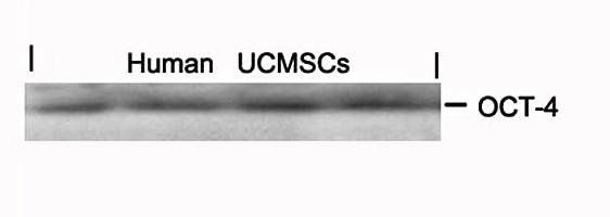 OCT-4 Antibody