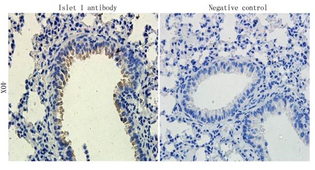 Islet 1 antibody