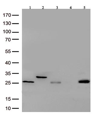 hIgG1 and hIgG2 and hIgG3 F(ab')2 Fragment Specific antibody