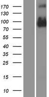 CD133 (PROM1) Human Over-expression Lysate