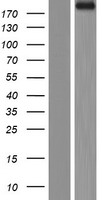 Fibronectin (FN1) Human Over-expression Lysate