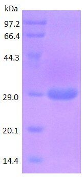 Prominin-1 protein