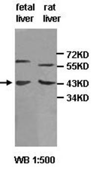 ACAT1 antibody